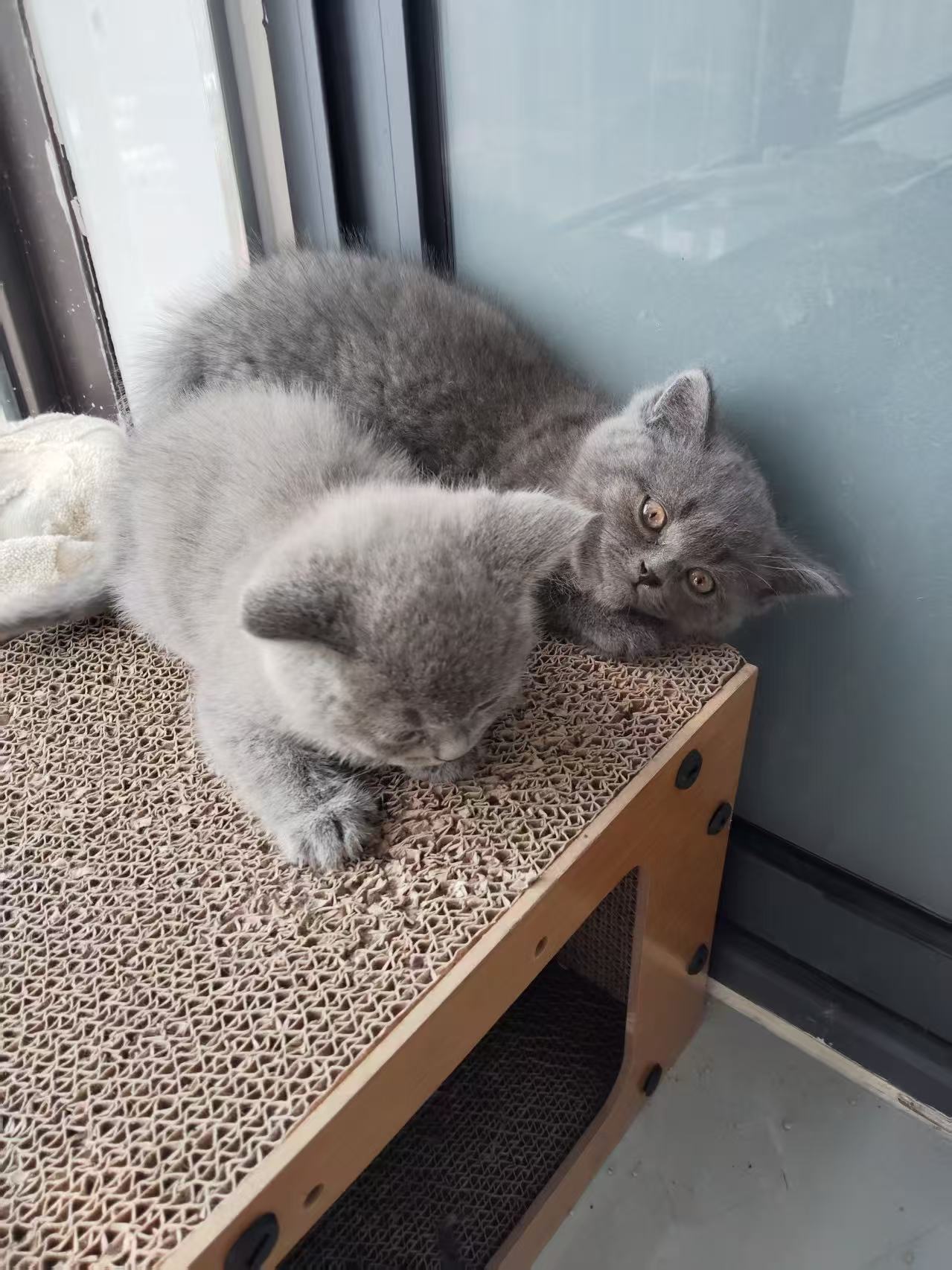 英短蓝猫,两只可挑,抱窝优惠